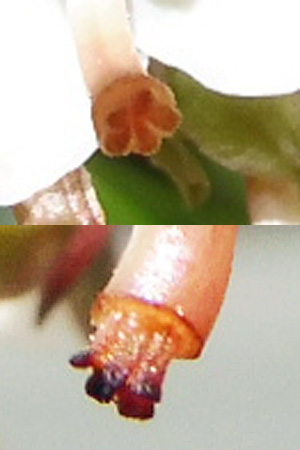 Pyrola americana - Pyrola rotundifolia  - Roundleaf Pyrola, stigma with 5 lobes 